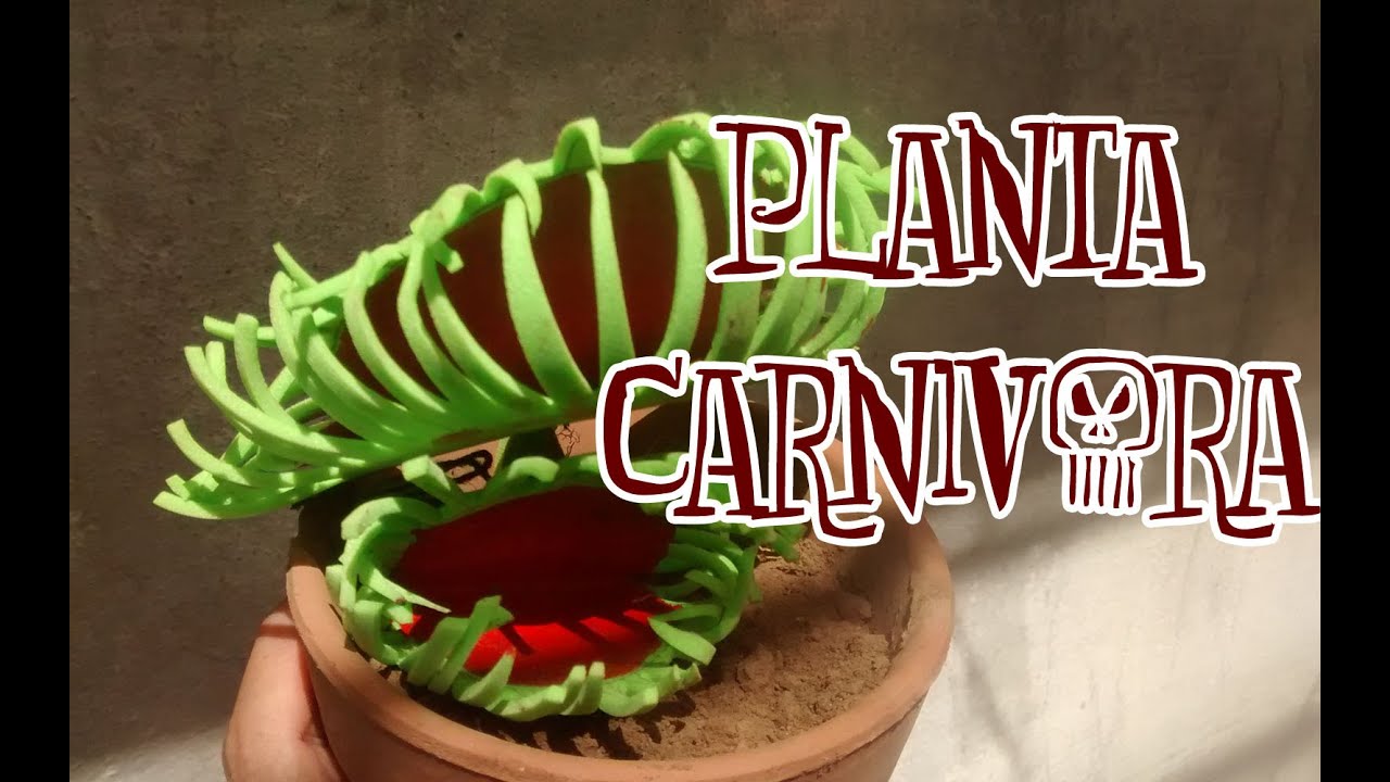 Como hacer una planta carnívora